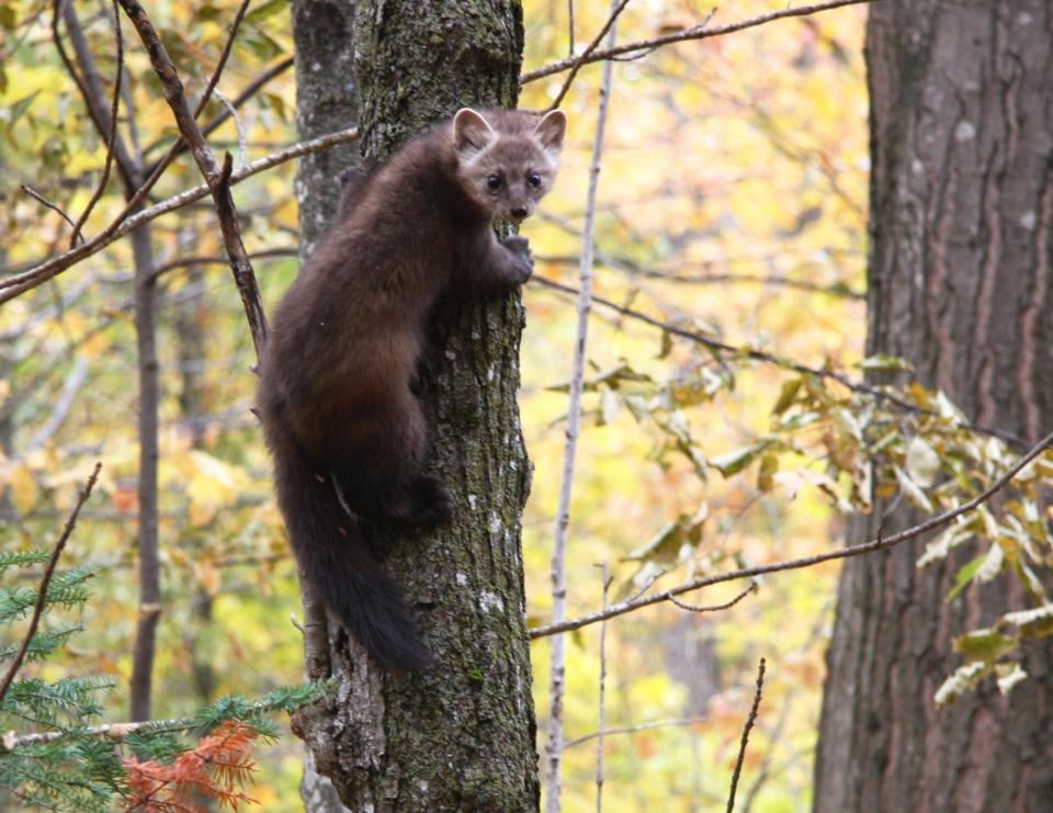 An American marten climbs a tree. The species is listed as endangered in Wisconsin.