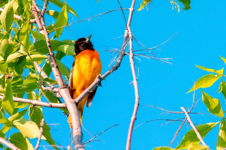 Baltimore Oriole.