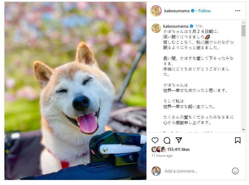 Atsuko Sato confirma fallecimiento de Kabosu, perrita que inspiró el meme Doge