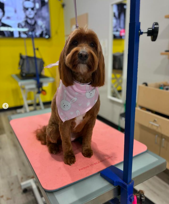 brownish red goldendoodle with shorter fluffy fur and long ears sitting on a grooming table wearing pink bandana