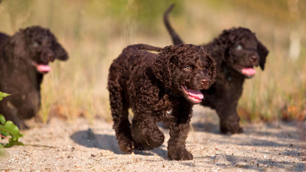 3 brown water spaniel puppies