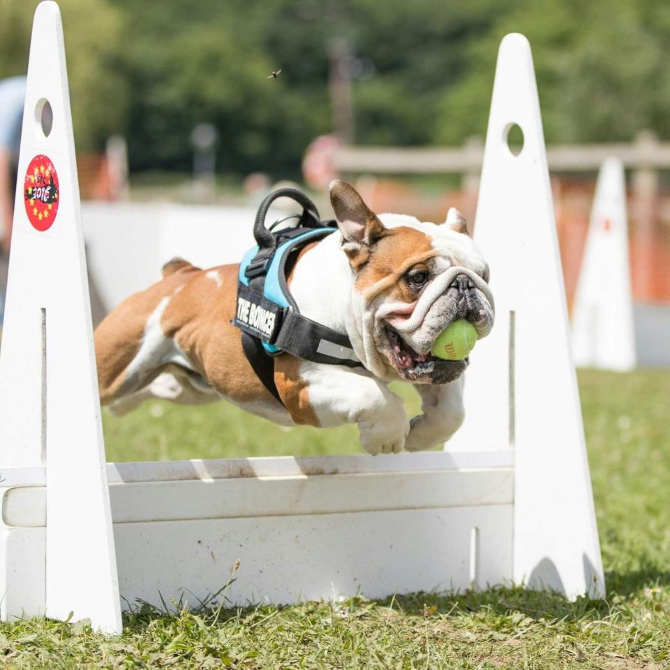 Lucky the bulldog at a dog show (Family handout)