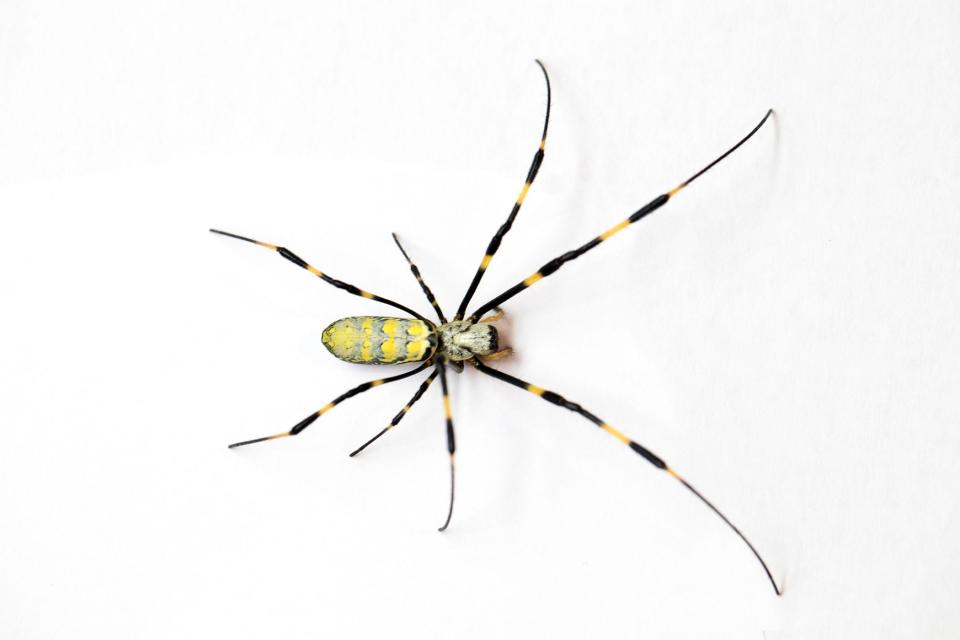 Detail photos of Joro Spider, Dorothy Kozlowski, UGA
