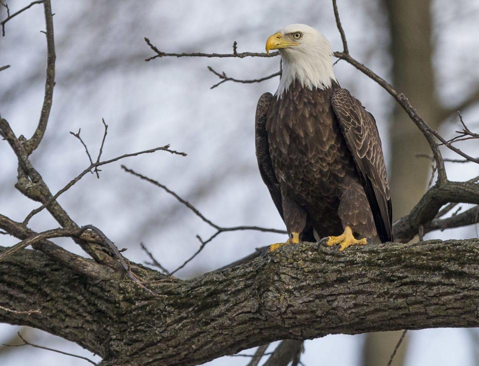 "Eagle Watch" tours near Salamonie Lake in Indiana could possibly see up to 40 to 50 eagles. This one was seen by the St. Joseph River in South Bend in 2017.