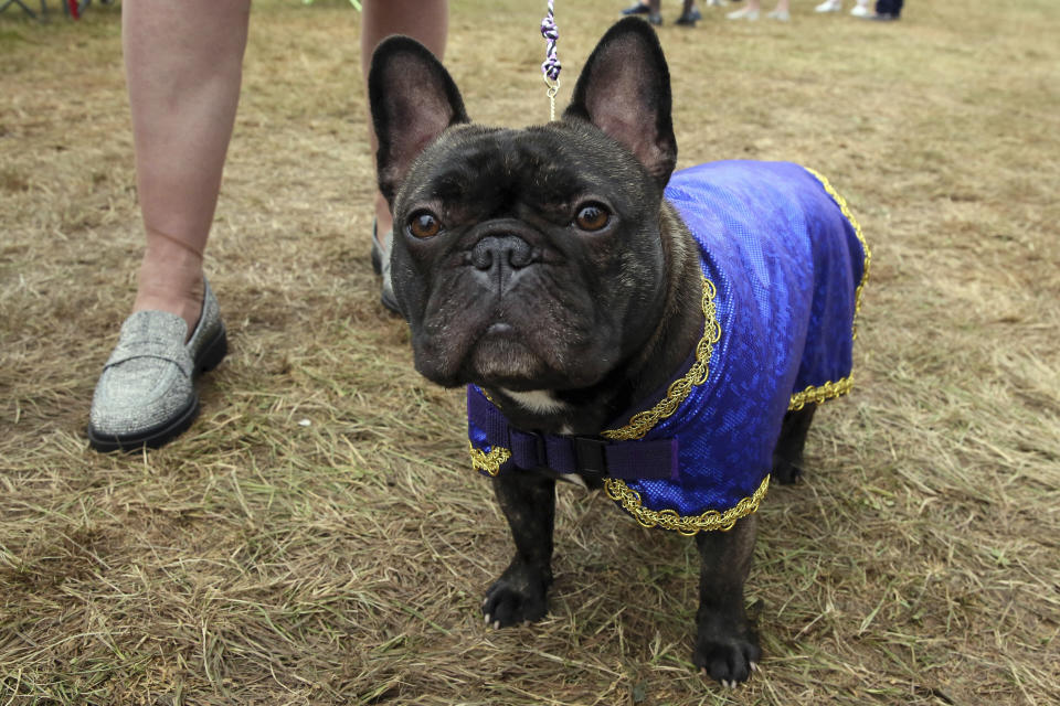Splash, a French bulldog, takes in her surroundings after competing at the Westminster Kennel Club Dog Show, Tuesday, June 21, 2022, in Tarrytown, N.Y. (AP Photo/Jennifer Peltz)
