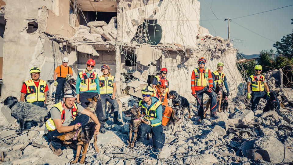 search and rescue dogs with their handlers at disaster site