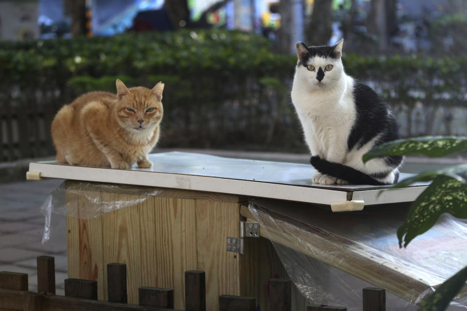 Street cats "Pipi," right, and "Laoda (boss)" sit on the roof of a Midnight Cafeteria in Taipei, Taiwan, Sunday, Dec. 27, 2020. Launched in September, the “cafeteria” is actually 45 small wooden houses painted by Taiwanese artists and scattered across Taipei. The idea is to give the cats a place to rest while making feeding them less messy. (AP Photo/Chiang Ying-ying)