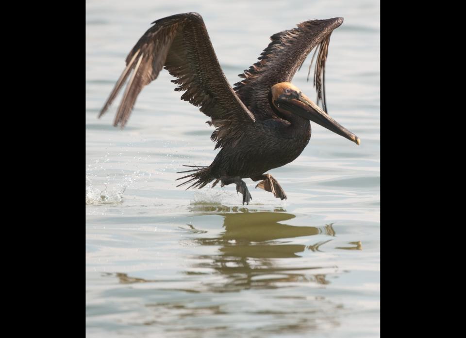 A brown pelican covered with oil from the BP Deepwater Horizon oil spill, swims at Sandy Point in the Gulf of Mexico, near Venice, Louisiana, June 15, 2010, prior to being captured by team of biologists from the US Fish and Wildlife Service. Birds are caught and then cleaned at the Fort Jackson Oiled Wildlife Rehabilitation Center. AFP PHOTO / Saul LOEB (Photo credit should read SAUL LOEB/AFP/Getty Images)