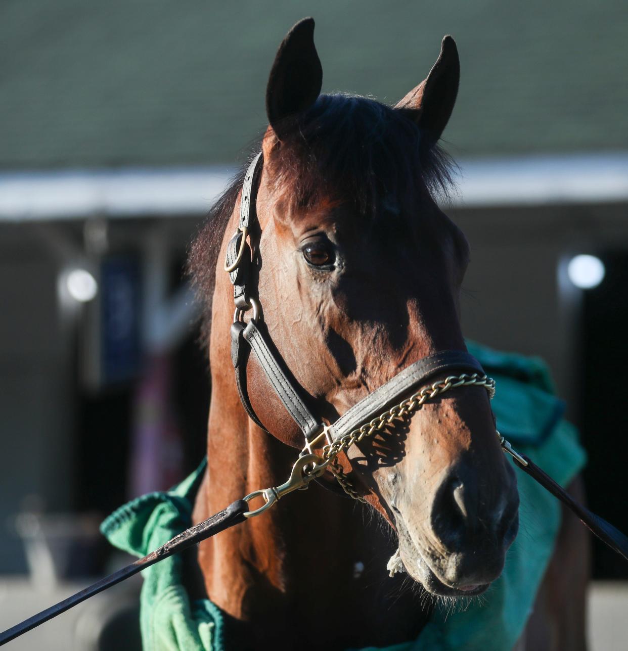 Kentucky Derby 150 contender Resilience is bathed at Churchill Downs April 20, 2024 in Louisville, Ky. The horse is trained by Bill Mott. Owners are Emily Bushnell and Rick Waldman.