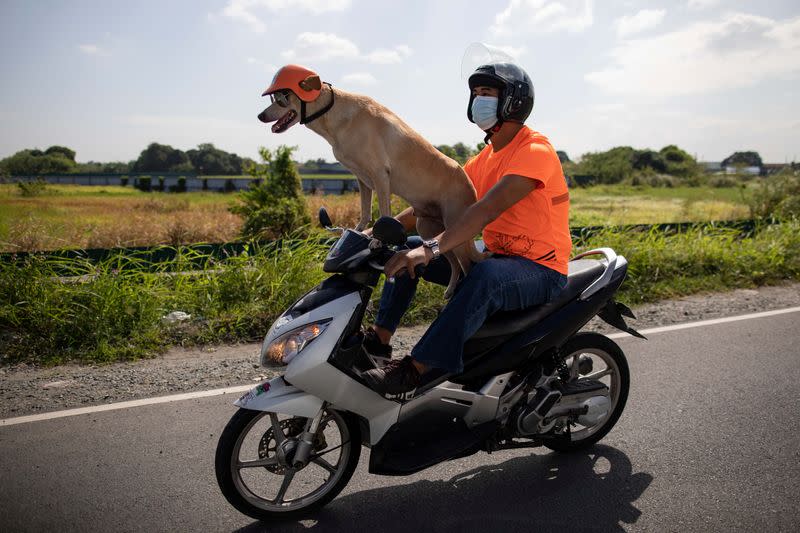 Meet Bogie, the Filipino motorcycle dog