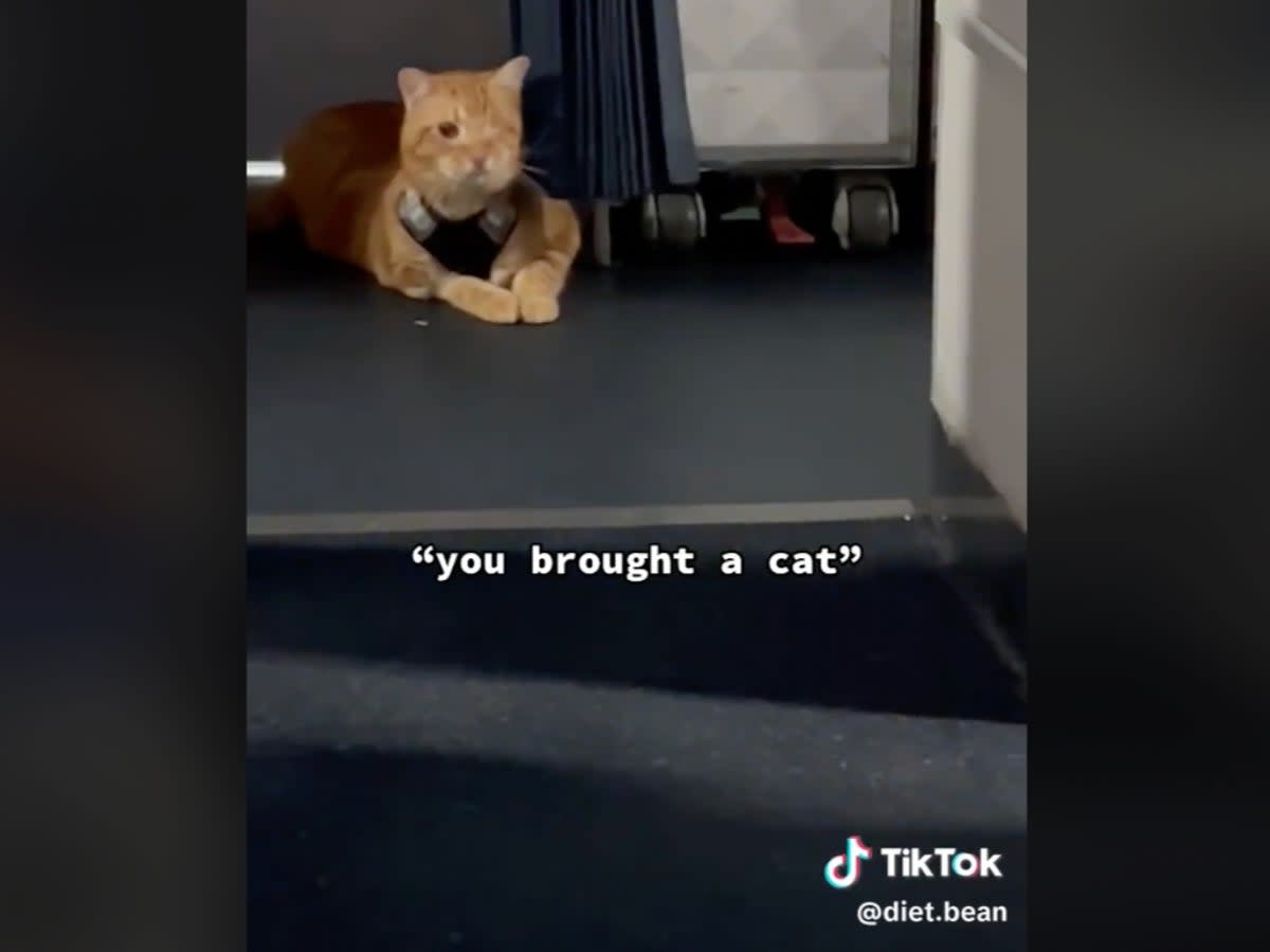 The curious cat stretched out by the galley  (TikTok/@diet.bean)