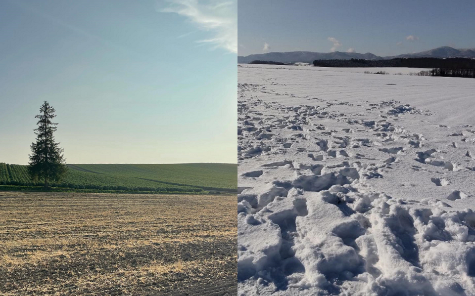 富良野觀光協會提醒，這些背後雪覆蓋的私人土地，全都是農田。   圖：取自富良野觀光協會臉書