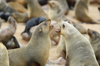 <p>Visitors need to be careful. These are not the cute seals in the circus or zoo. Humans are dangerous to wildlife and can get themselves in trouble too. I watched people try to get close to seals and then realize they were dangerous. (Photo: Gordon Donovan/Yahoo News) </p>