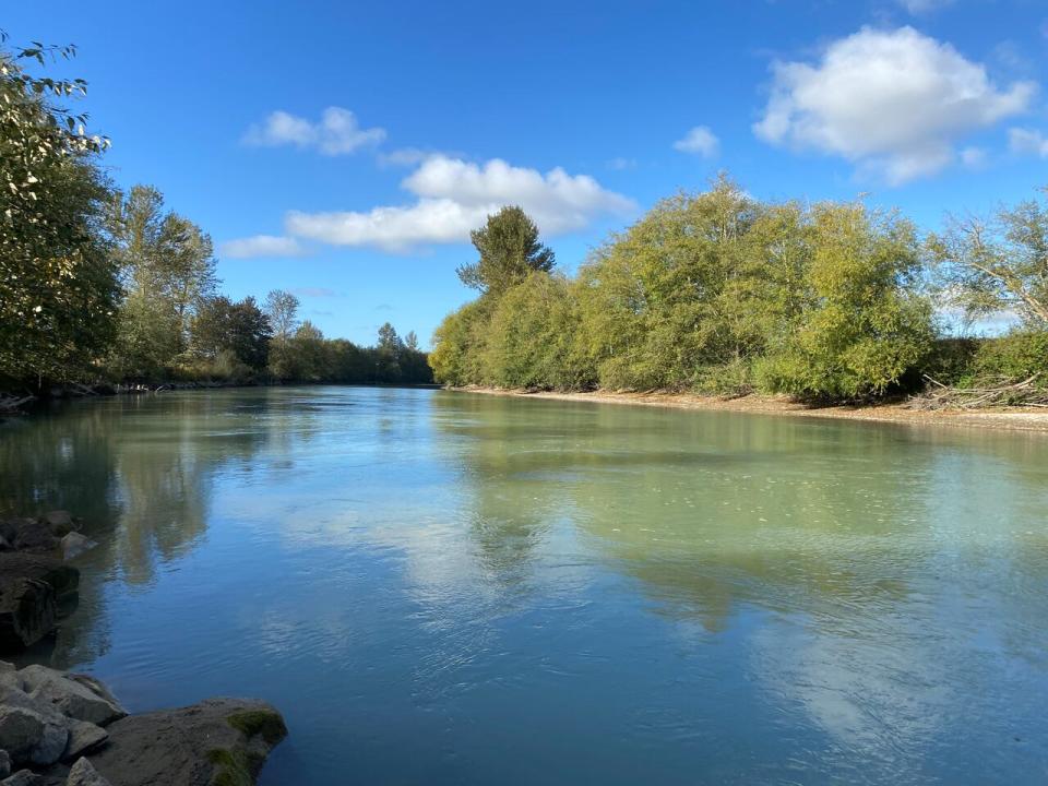 Washington officials and farmers say large amounts of fecal coliform are entering the Nooksack River watershed from B.C. The Nooksack empties near the Portage Bay shellfish beds. (Whatcom County Public Works - image credit)