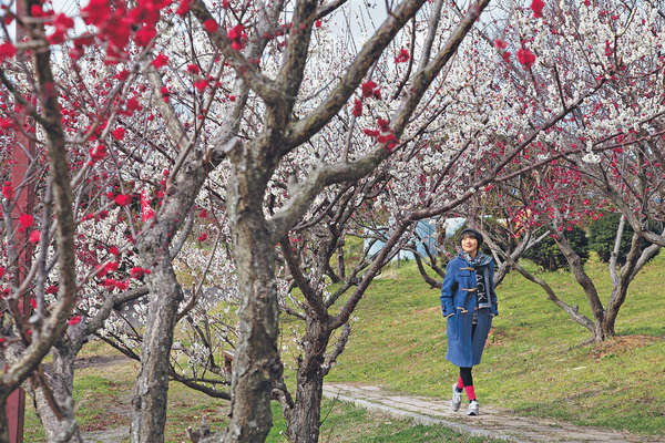 來遊覽梅林的九成都是日本當地人，有些更會一家大細上山野餐。