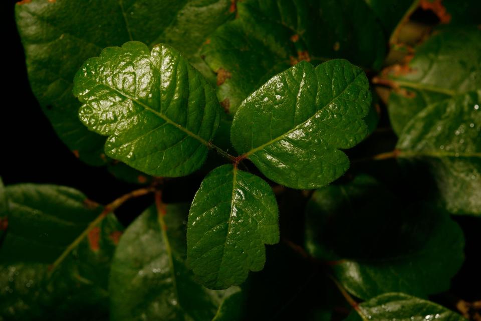 Poison oak grows in Santa Ynez Canyon in Topanga State Park on May 21, 2008.