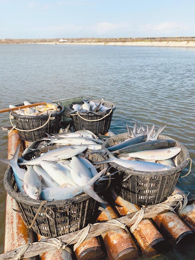 雲林縣虱目魚在此波寒流已凍斃10餘萬尾，漁民大嘆百萬尾虱目魚恐全軍覆沒。（張朝欣攝）