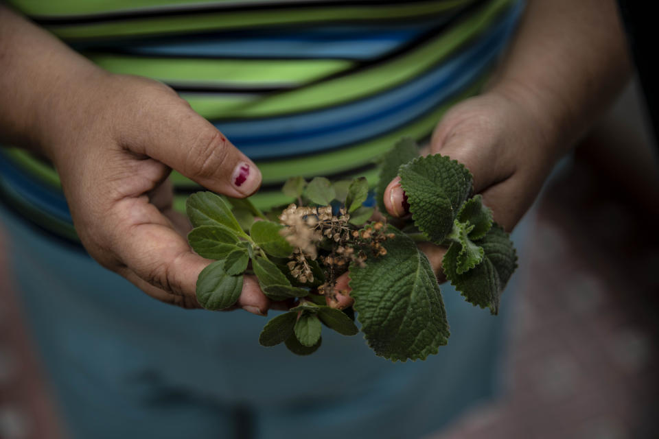 Yuliet Colon holds a handful of herbs she collected from a small flowerbed that a relative grows on the side of her house, in Havana, Cuba, Friday, April 2, 2021. Shortages and difficult access to food in the midst of a global pandemic and a sharpening of the United States sanctions, Colon tries to make the best of it and help others with ingenious dishes she creates using what little is available at the local market and publishing her recipes on the Facebook page, "Recipes from the Heart." (AP Photo/Ramon Espinosa)