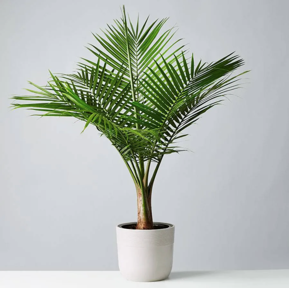 <p><a href="https://go.redirectingat.com?id=74968X1596630&url=https%3A%2F%2Fwww.plants.com%2Fp%2Fmajesty-palm-floor-plant-157652&sref=https%3A%2F%2Fwww.menshealth.com%2Ftechnology-gear%2Fg38809454%2Fbest-indoor-plants%2F" rel="nofollow noopener" target="_blank" data-ylk="slk:Shop Now;elm:context_link;itc:0;sec:content-canvas" class="link ">Shop Now</a></p><p>Majesty Palm Floor Plant</p><p>plants.com</p><p>$141.99</p>