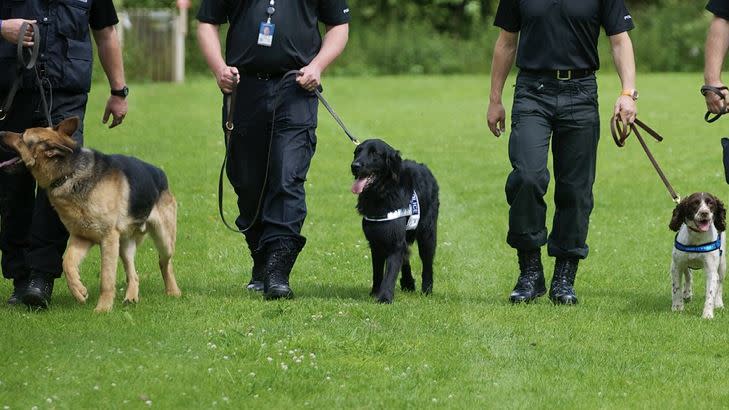 尋屍犬得接受高強度訓練才得以上工。（圖／攝影者West Midlands Police, flickr CC License）