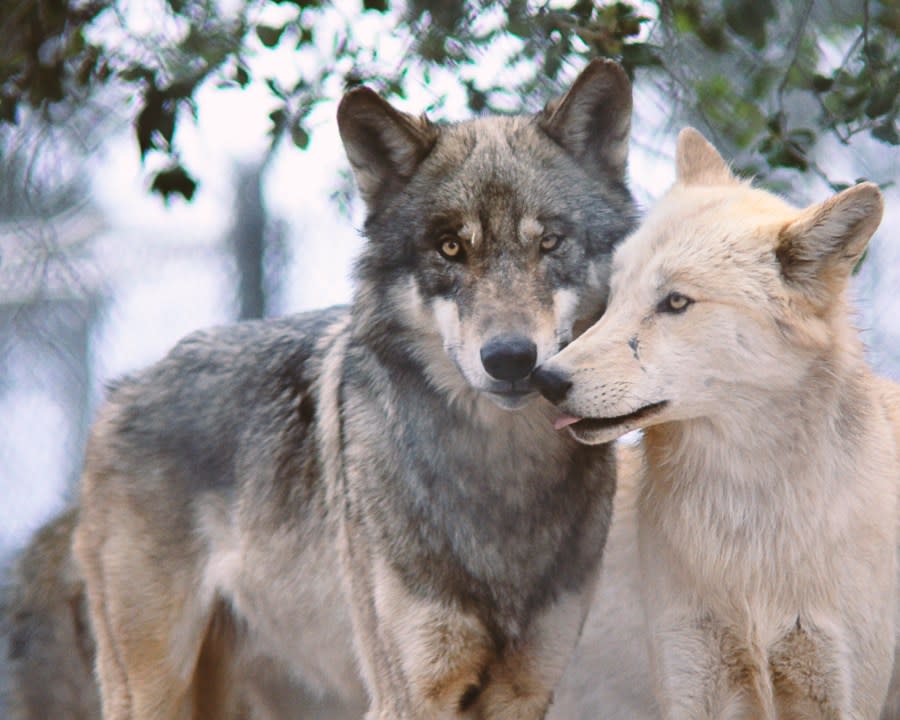 California Wolf Center (San Diego Museum Council)