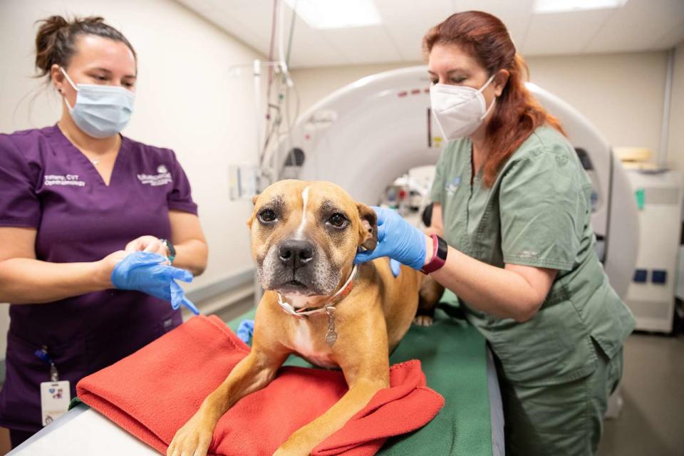 <p>BluePearl Blood Bank</p> A dog donating blood at a BluePearl Pet Blood Bank