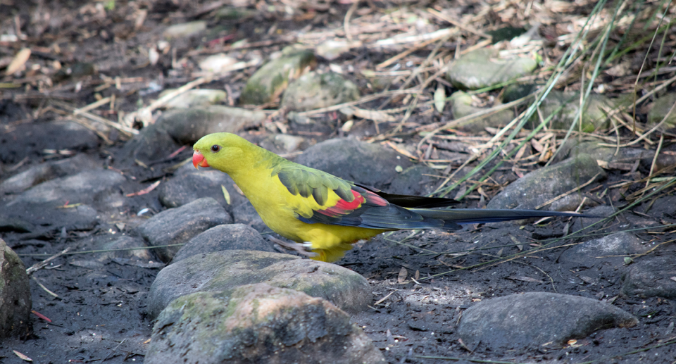 A bird on a rock. 