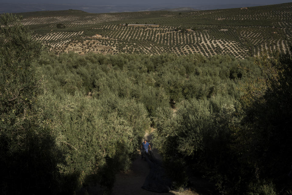 Un jornalero trabaja en la cosecha de aceitunas en la localidad sureña de Quesada, una población rural en el corazón del olivar español, el viernes 28 de octubre de 2022. España, el mayor productor de aceitunas del mundo, ha visto caer su producción de este año debido a los cambios meteorológicos provocados por el calentamiento global. Un verano extremadamente cálido y seco que mermó los embalses y provocó incendios forestales amenaza ahora al más emblemático de sus cultivos. (AP Foto/Bernat Armangue)