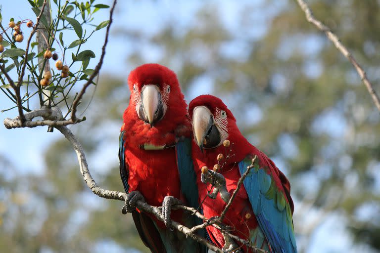 Guacamayos rojos liberados en el Iberá