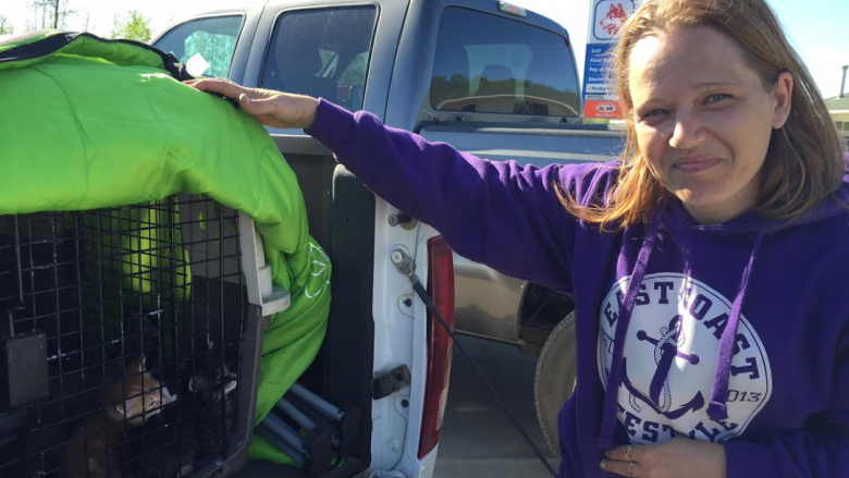 Purr-fect ending for Fort McMurray evacuee kittens