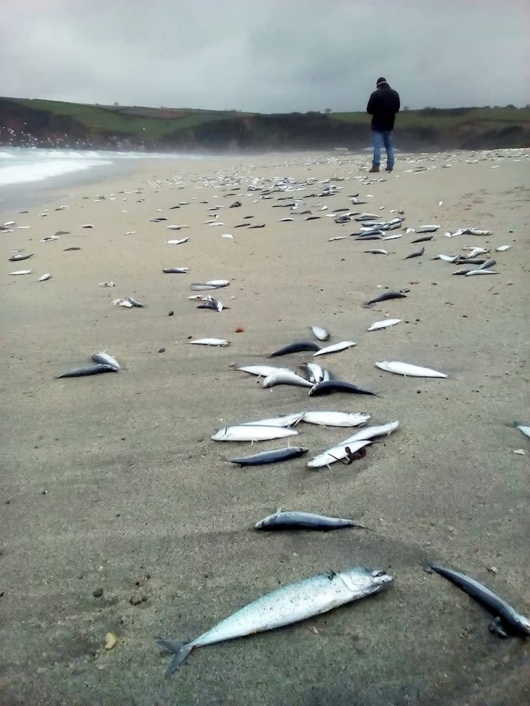 Beachgoers in Cornwall woke up to the bizarre sight of thousands of dead fish washed up on the shore