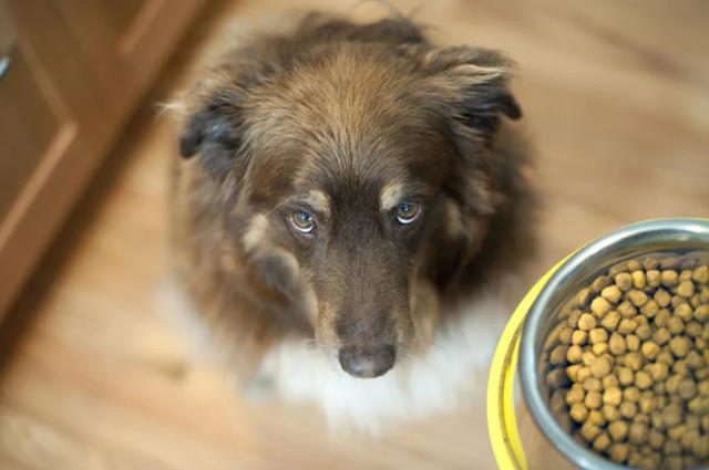 Nutritional Differences for Small and Large Breed Dogs - DogTime