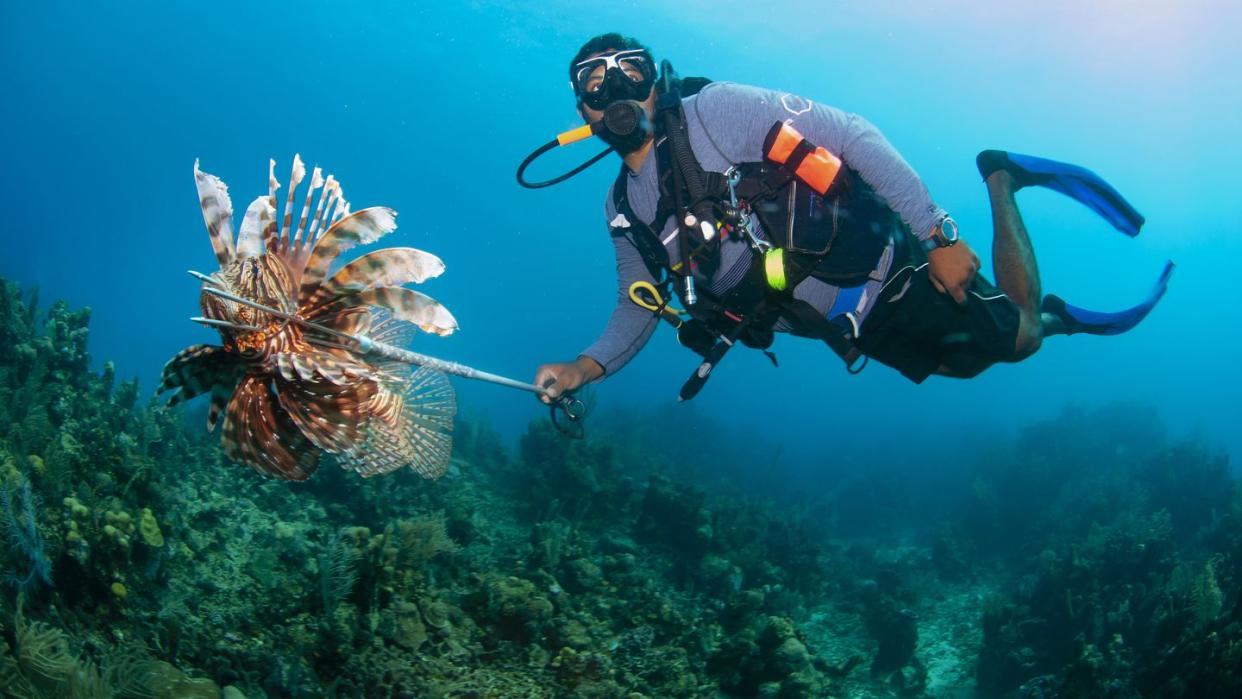 diver spearfishing lionfish