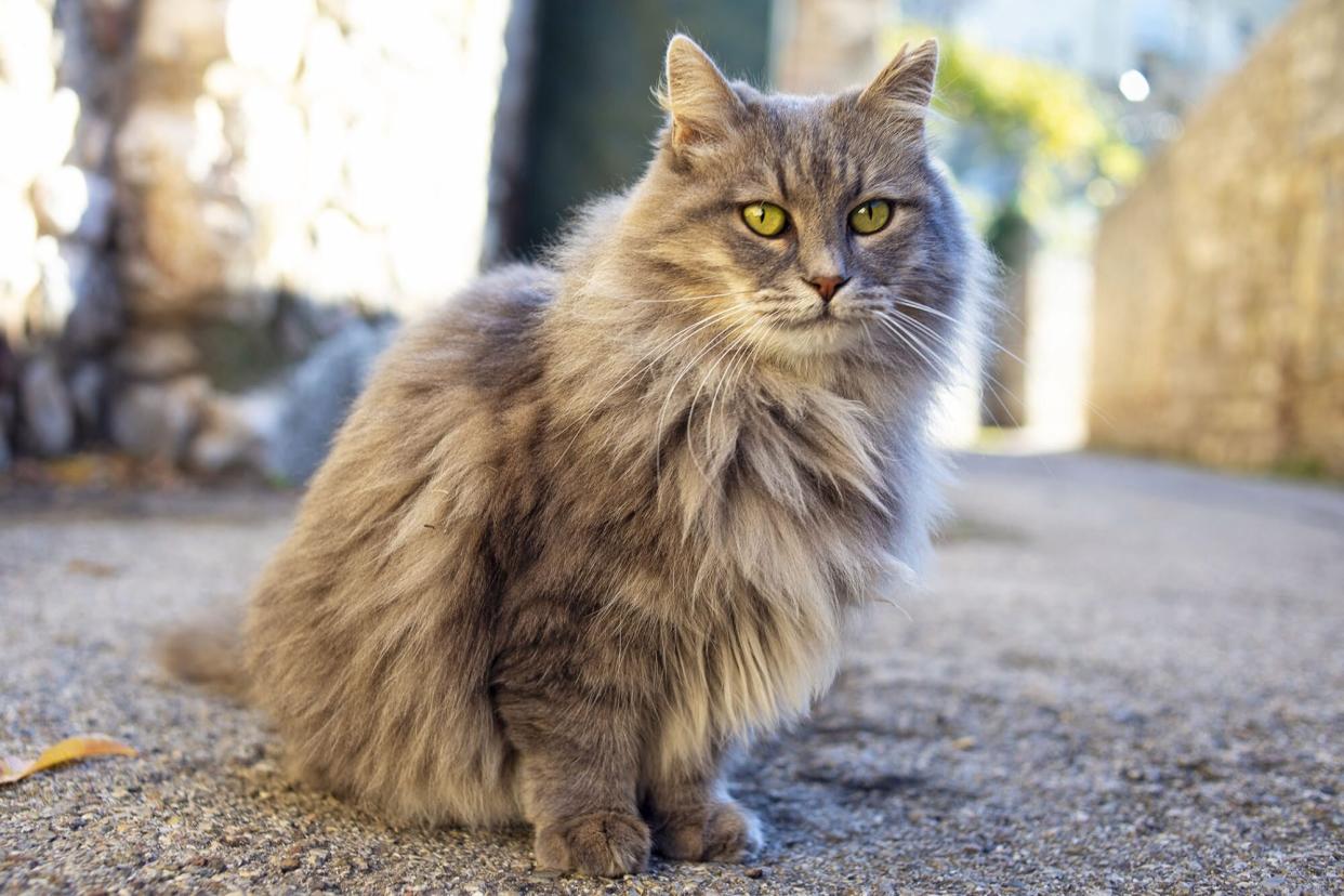 cat standing in middle ages looking street; Lord of the Rings cat names