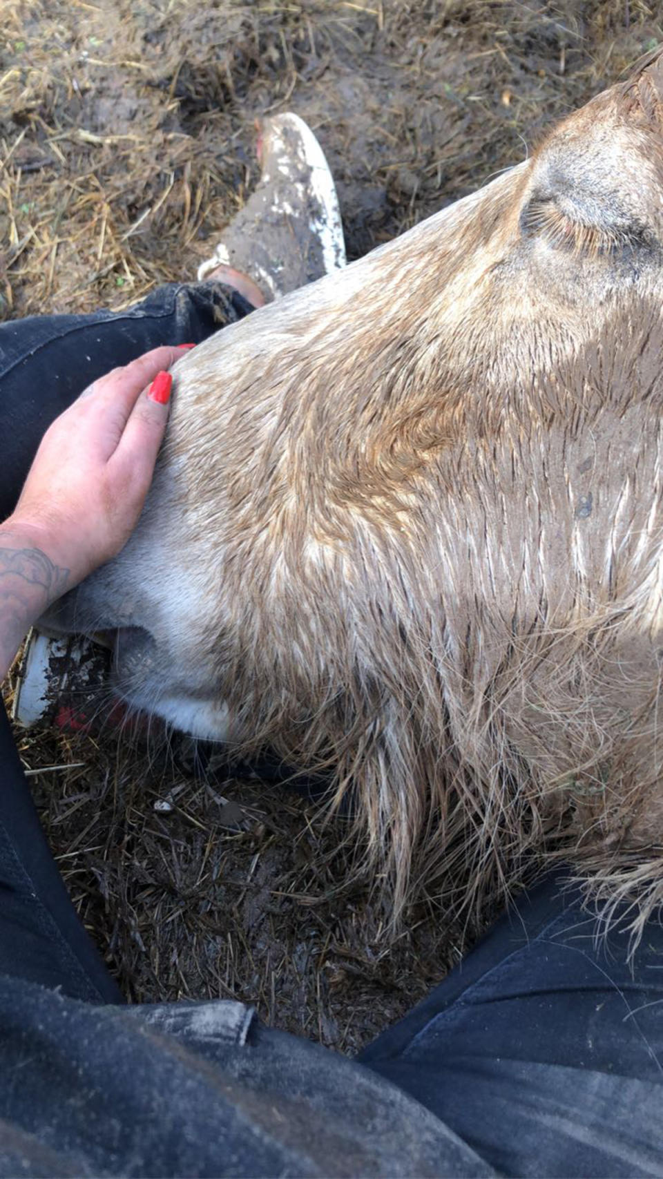 Dying horse Thor's face resting on his owner's leg.