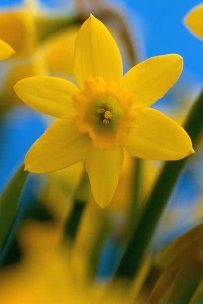 4) Daffodils