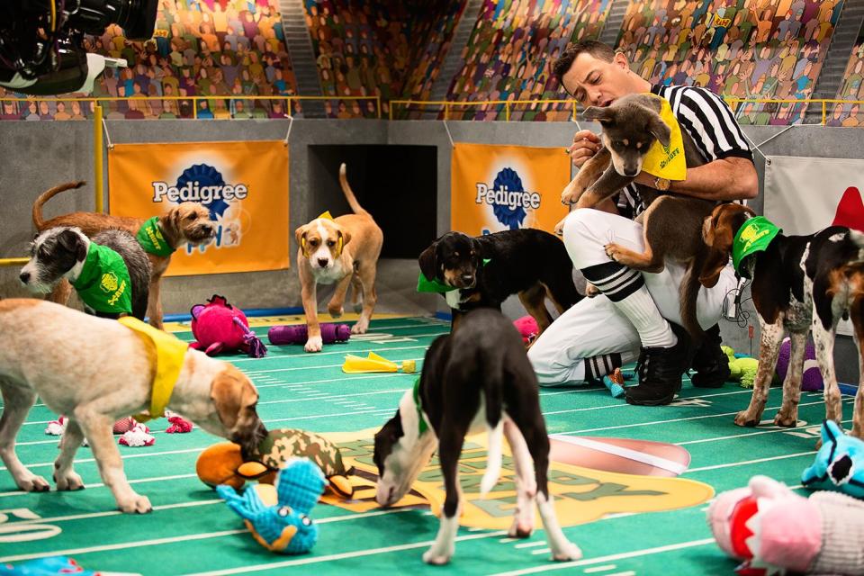 Puppy Bowl 2017