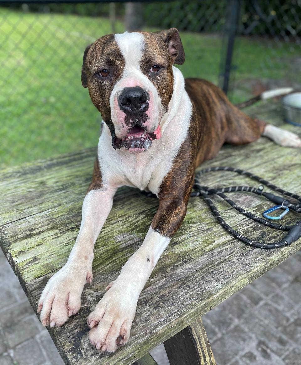 Rio is a majestic 6-year-old boxer/mastiff mix with a heart as big as his head. He is a staff favorite at FHS and  does well around children and most other dogs. He has lived with small dogs before. He loves catching tennis balls and lying at your feet.