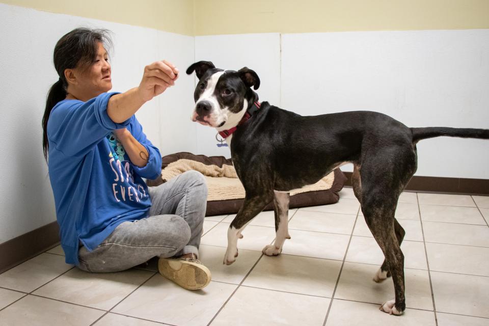 Rescue One office worker Amy Clark feeds a treat to Rizolli, a dog that has been in the animal rescue's care for a little over one year, at the Rescue One office. Rescue One is foster-based, rather than shelter-based, so the organization does not have much of its own space to house animals. As of Tuesday, Rescue One had 454 dogs and cats in its care. This is up from an average of 300 animals in care last summer.