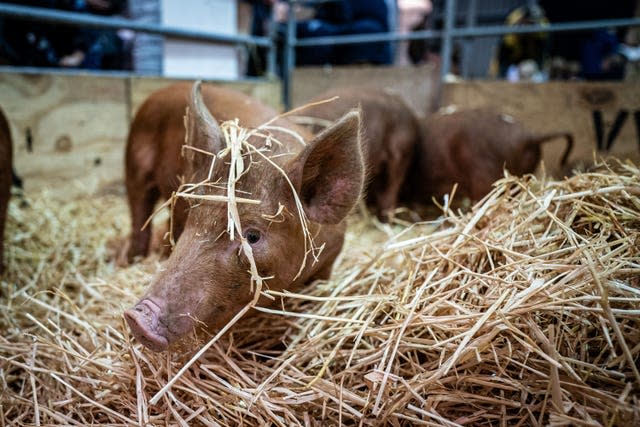 The Cornish Winter Fair