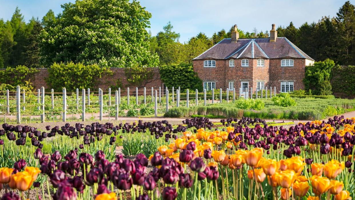more than 35 varieties of tulips flourish inside gordon castles walled garden one of the largest in the uk