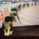 Auf die Plätze, fertig, los! Allem Anschein nach möchte dieses kleine Kätzchen am 200-Meter-Lauf teilnehmen. Die richtige Position hat es in jedem Fall schon mal eingenommen. Ob es beim Startschuss wohl auch zum Sprint ansetzen wird?