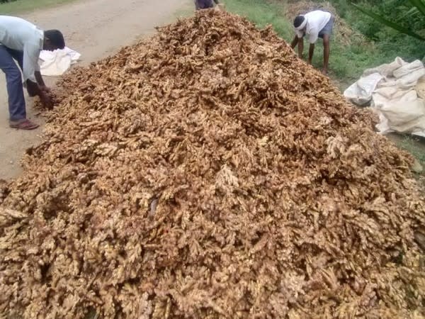 Karnataka farmers face tough time due to sharp fall in ginger prices 