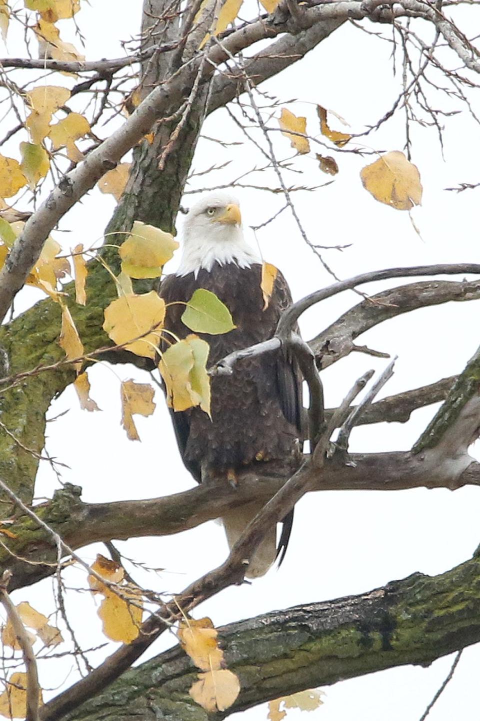 There are more than 700 bald eagle nests across Ohio today, a remarkable comeback from 1979 when there were just four breeding pairs of bald eagles in the state.