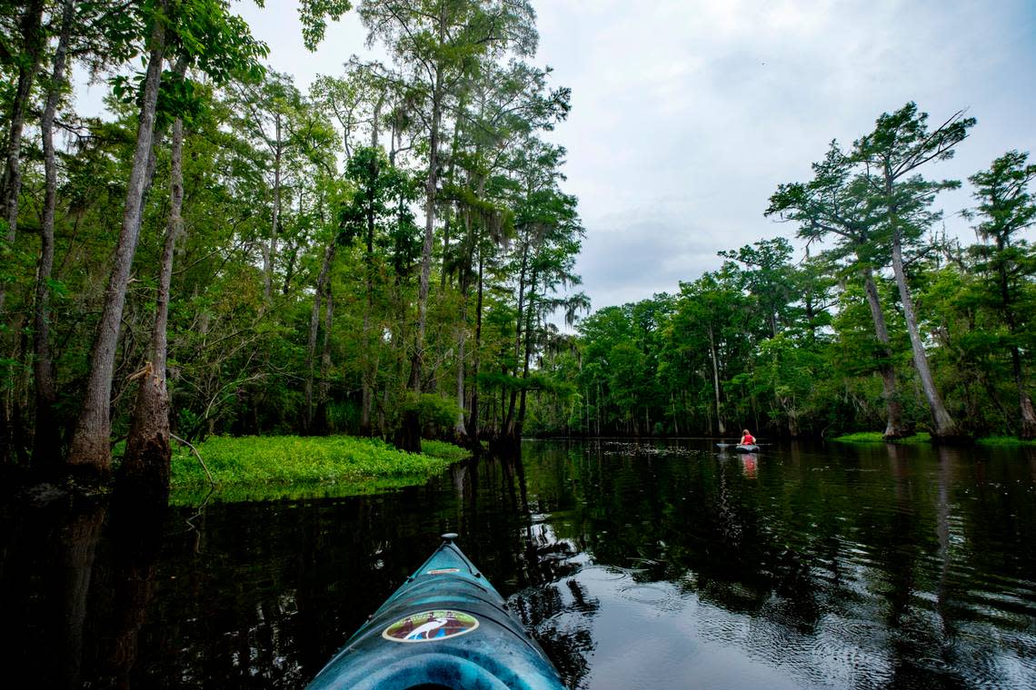 The Black Water Cypress Preserve is one of twelve public and private parks along the Black River Water Trail & Park network which stretches 70 miles from Kingstree, S.C. to near Georgetown, S.C. This preserve is expected to serve as a model for the development of the first new state park in South Carolina in over twenty years. June 28, 2022.