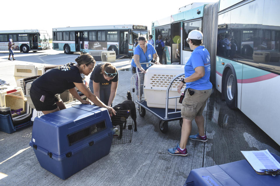 Roughly 200 dogs and cats are heading to new lives in the northeast this week after being pulled from storm-hit shelters in South Florida.