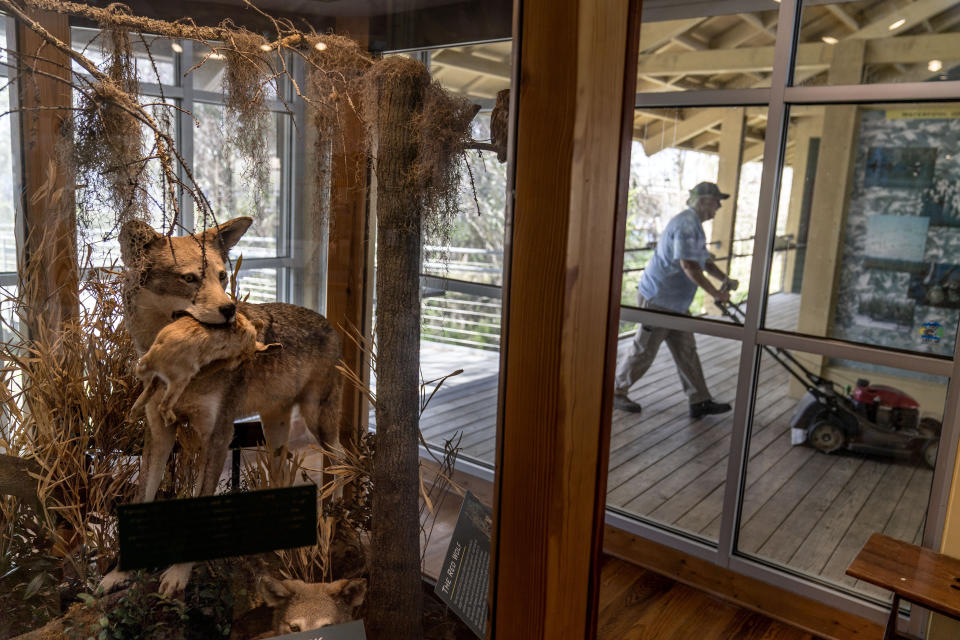 A taxidermy red wolf is displayed at the Pocosin Lakes Visitor Center as a groundskeeper passes by with a lawnmower Thursday, March 23, 2023, in Columbia, N.C. Over the course of 25 years, the red wolf went from being declared extinct in the wild to becoming hailed as an Endangered Species Act success story. But the only wolf species unique to the United States is once again at the brink. The last wild populations of Canis rufus are clinging to life on two federal refuges in eastern North Carolina. (AP Photo/David Goldman)