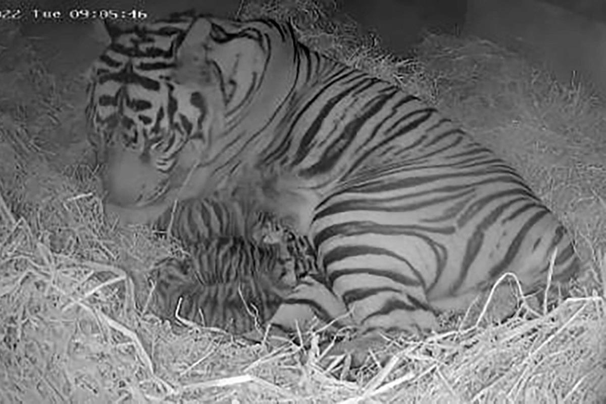 Three Endangered Amur Tiger Cubs Born at Minnesota Zoo