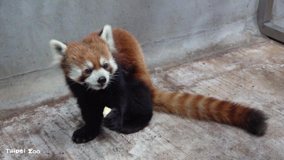 進入新環境仍有點緊張的小貓熊「未來」。   圖：台北市立動物園／提供