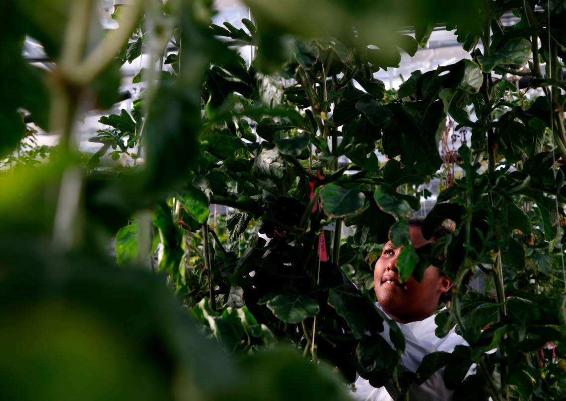 Candace Knotts, a research associate at Elo Life Systems, tends to transgenic watermelon plants in the company’s greenhouse on Wednesday, March 8, 2023, in Durham, N.C. The company puts the DNA of monk fruit into the cells of other plants to create a high-potency sweetener.